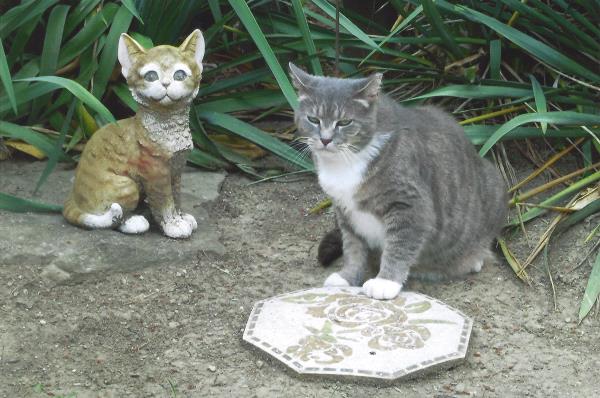 /Images/uploads/Cat Welfare Association/catwelfare2019calendarcontest/entries/6904thumb.jpg